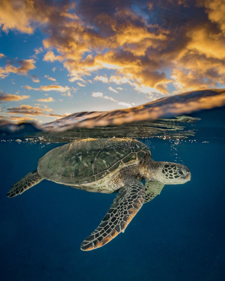 Hawaiian green sea turtle with a beautiful shell swimming down in Maui. Hawaiian green sea turtle with a beautiful shell swimming down in Maui.