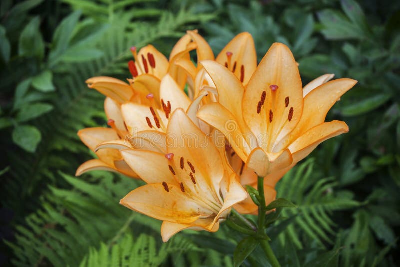 Een groep bloemen van geeloranje lelies met rode stamens, tegen een achtergrond van een groene tuin stock afbeelding Een groep bloemen van geeloranje lelies met rode stamens, tegen een achtergrond van een groene tuin stock afbeelding