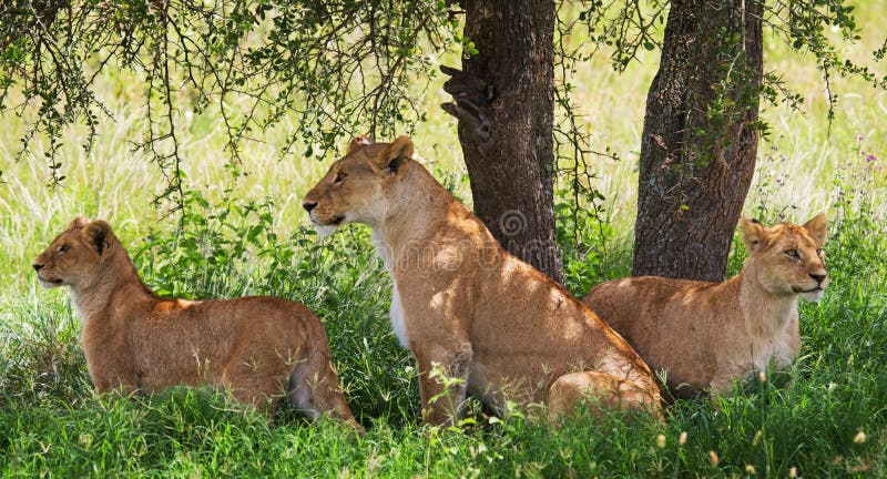 Een groep die jonge leeuwen onder een struik liggen Nationaal Park kenia tanzania Masai Mara serengeti royalty-vrije stock afbeelding Een groep die jonge leeuwen onder een struik liggen Nationaal Park kenia tanzania Masai Mara serengeti royalty-vrije stock afbeelding