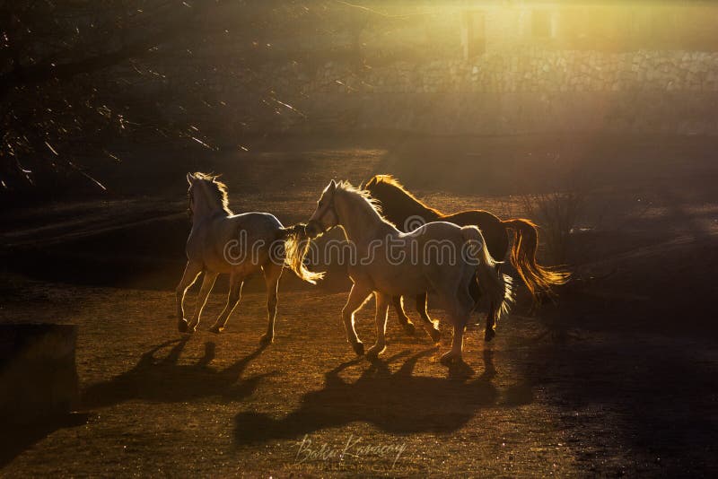 Een groep die mooie paarden op het landbouwbedrijf bij zonsondergang in Cappadocia lopen royalty-vrije stock foto Een groep die mooie paarden op het landbouwbedrijf bij zonsondergang in Cappadocia lopen royalty-vrije stock foto