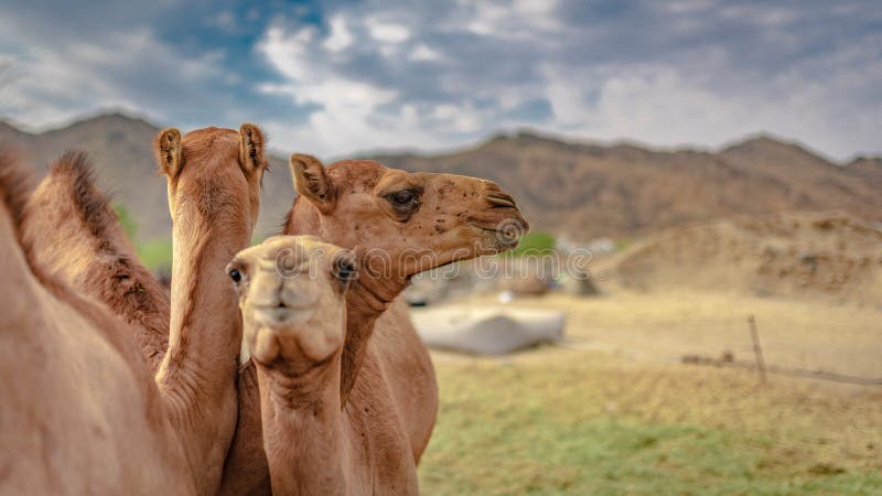Een Groep Kamelen in Woestijn stock fotografie Een Groep Kamelen in Woestijn stock fotografie