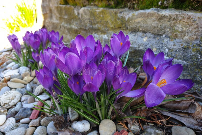 Een groep krokussen in het stadspark stock afbeeldingen