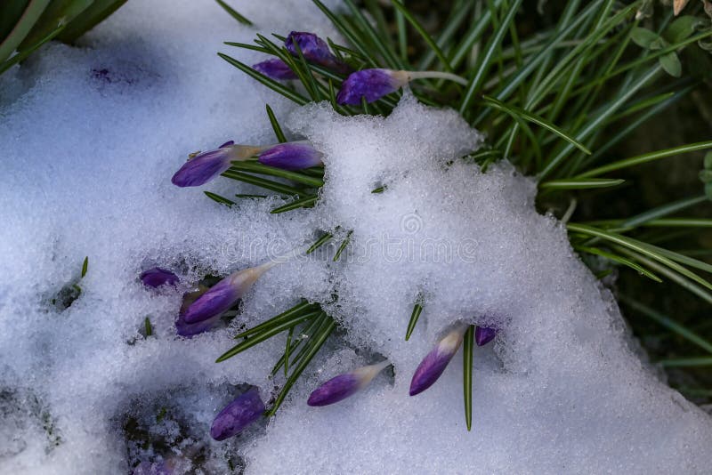 Een groep krokussen onder sneeuw stock foto