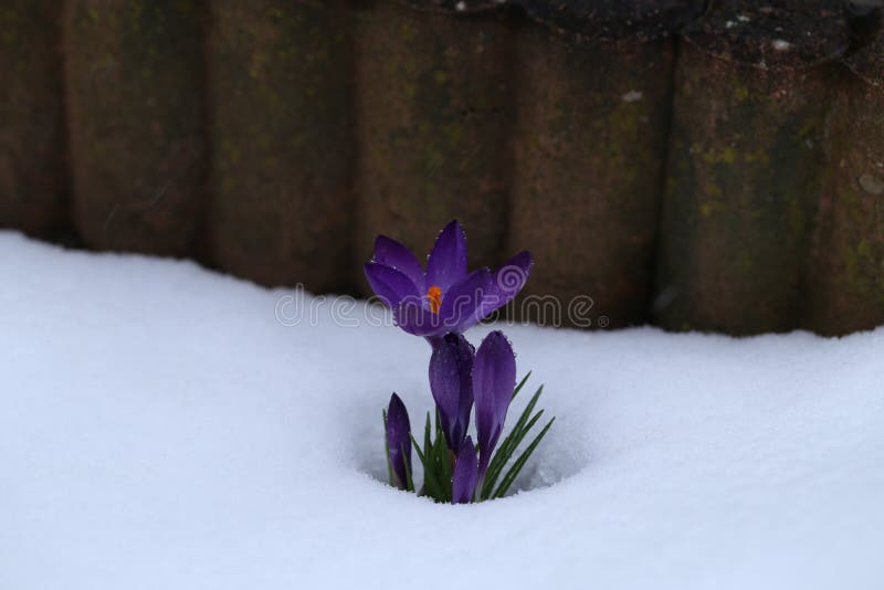Een groep krokussen onder sneeuw royalty-vrije stock foto
