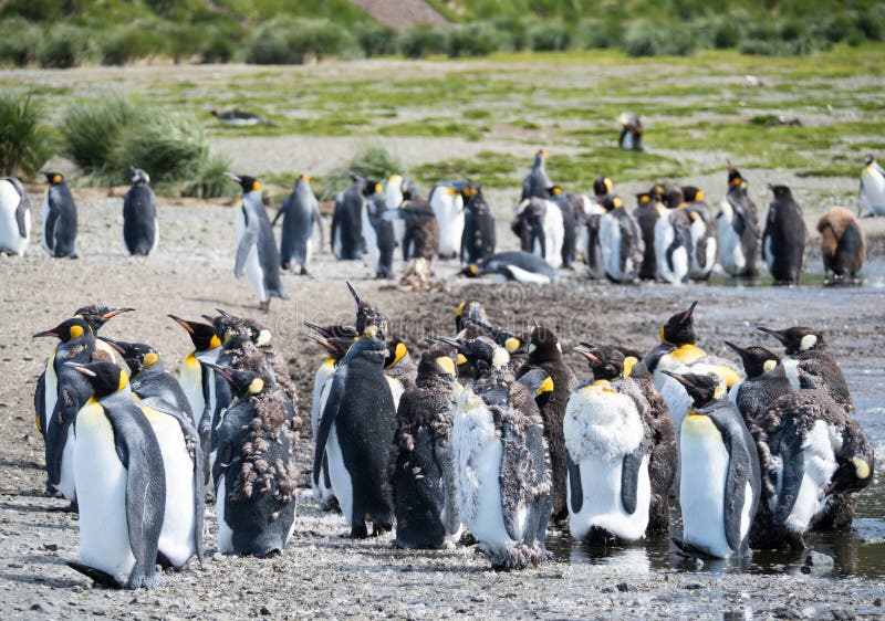 Een Groep Moulting Koning Penguins stock fotografie Een Groep Moulting Koning Penguins stock fotografie
