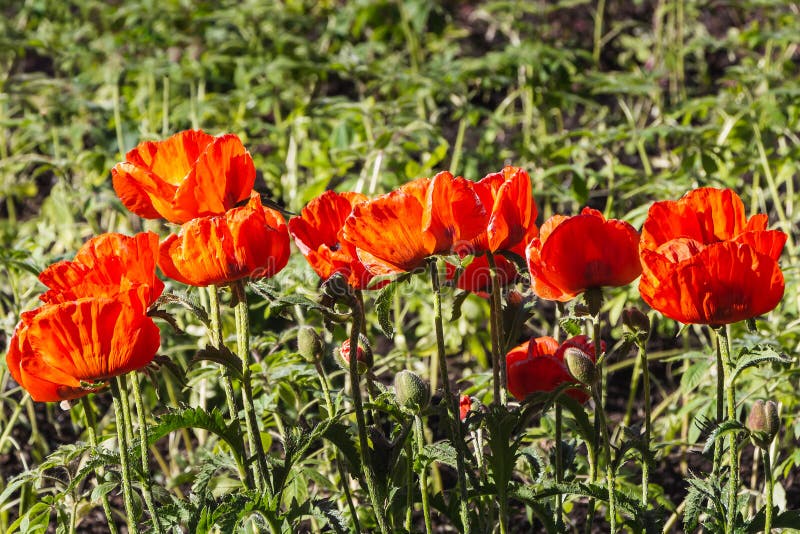 Een groep oranje papaverbloemen met met groene knoppen is op een groene achtergrond van bladeren en gras in een park in de zomer royalty-vrije stock foto's Een groep oranje papaverbloemen met met groene knoppen is op een groene achtergrond van bladeren en gras in een park in de zomer royalty-vrije stock foto's