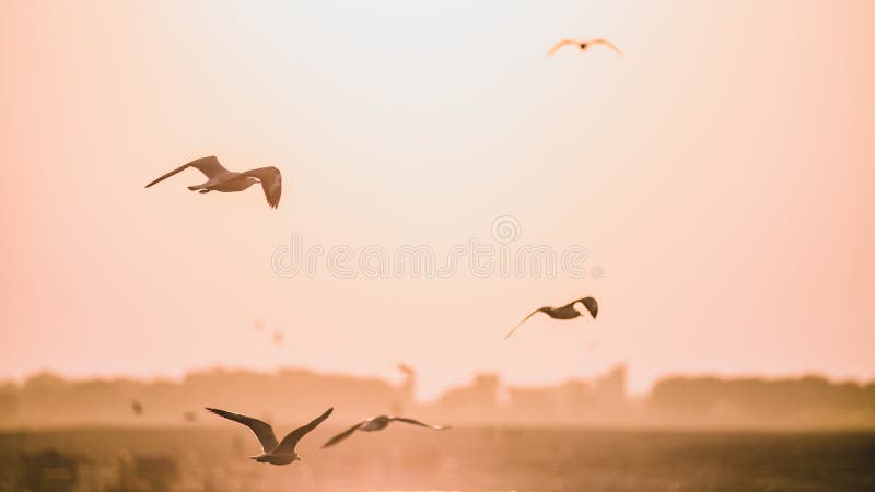 Een groep wilde zeemeeuwen die vlucht nemen en van hoogte in de hemel naar de het toenemen zon, tijdens het ochtend gouden uur vl royalty-vrije stock afbeelding Een groep wilde zeemeeuwen die vlucht nemen en van hoogte in de hemel naar de het toenemen zon, tijdens het ochtend gouden uur vl royalty-vrije stock afbeelding