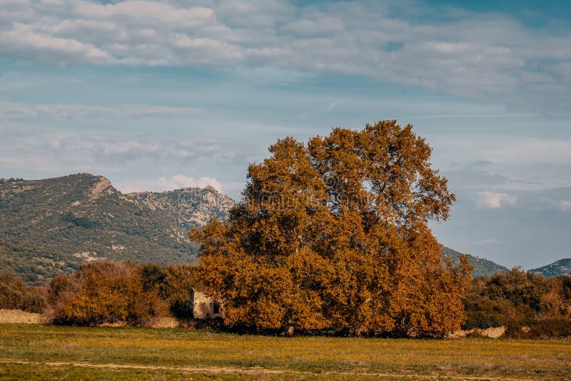 Een grote eiken boom in herfstkleurentorens boven een oud verlaten gebouw in de Regino-vallei in het Balagne-gebied van royalty-vrije stock afbeelding Een grote eiken boom in herfstkleurentorens boven een oud verlaten gebouw in de Regino-vallei in het Balagne-gebied van royalty-vrije stock afbeelding