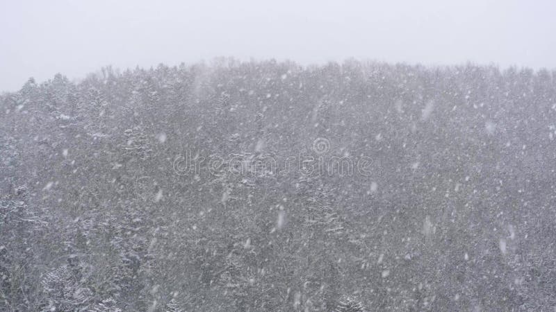 Een grote sneeuwstorm blaast in de wind Het sneeuwt in de de herfstavond tegen de achtergrond van bos4k