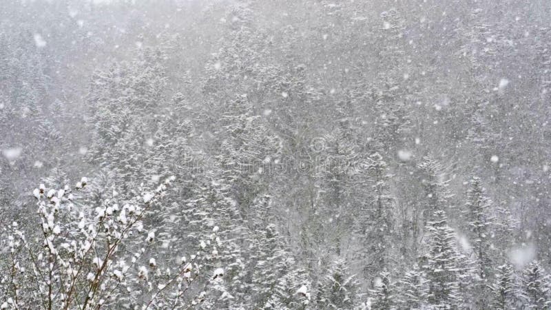 Een grote sneeuwstorm blaast in de wind Het sneeuwt in de de herfstavond tegen de achtergrond van het langzame bos