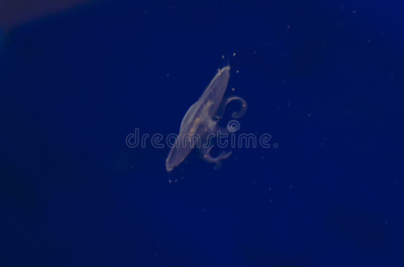 A view of the big flat swimming jelly fish in the deep blue ocean water. A view of the big flat swimming jelly fish in the deep blue ocean water.
