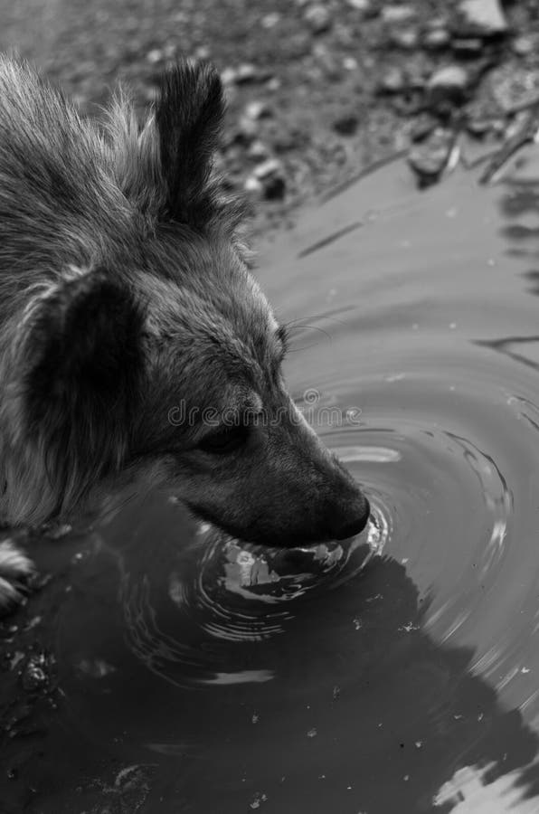 Een grote verdwaalde hond drinkt water van een vulklei stock fotografie Een grote verdwaalde hond drinkt water van een vulklei stock fotografie
