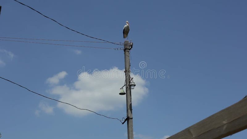 Een grote witte ooievaar staat boven aan een lamppost tegen een blauwe hemel met wolken. onderaanzicht