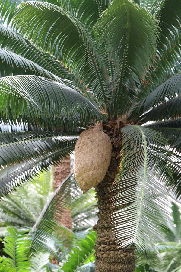 Reuzedioon Cycad Kegels En Bladeren Stock Afbeelding Image Of Kegel Gymnospermen 110329583