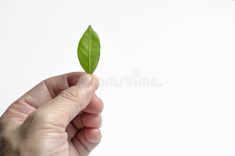 Een hand die een klein groen blad op de witte achtergrond houden Het geïsoleerde groene blad met het knippen van weg royalty-vrije stock fotografie Een hand die een klein groen blad op de witte achtergrond houden Het geïsoleerde groene blad met het knippen van weg royalty-vrije stock fotografie