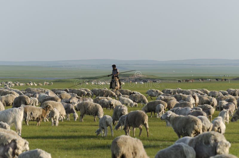 A shepherd riding a horse with his herd. Taken in Hulunbuir meadow, Inner Mongolia, China. A shepherd riding a horse with his herd. Taken in Hulunbuir meadow, Inner Mongolia, China.