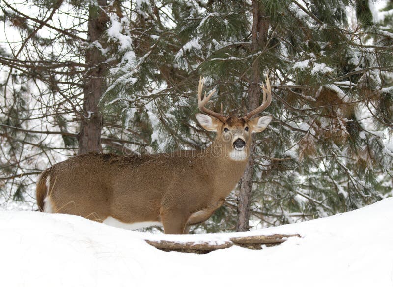 White-tailed deer buck standing in the winter snow in Canada. White-tailed deer buck standing in the winter snow in Canada