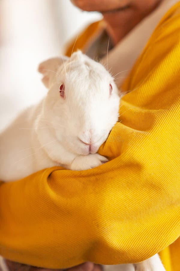 Een hogere mannelijke landbouwer die een wit konijn in zijn leuk landbouwbedrijf koesteren, een pluizig konijntje, de lokale land royalty-vrije stock foto Een hogere mannelijke landbouwer die een wit konijn in zijn leuk landbouwbedrijf koesteren, een pluizig konijntje, de lokale land royalty-vrije stock foto