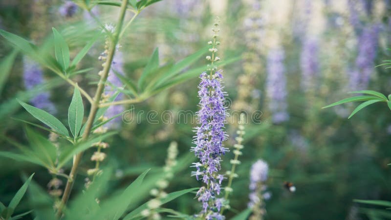 Een hommel verzamelt nectar van mooie paarse bloemen in een tuin.