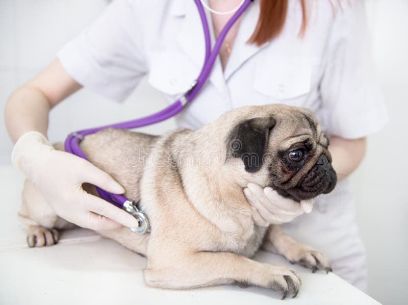 Een hond bij dierlijke kliniek die zijn genomen harttarief hebben