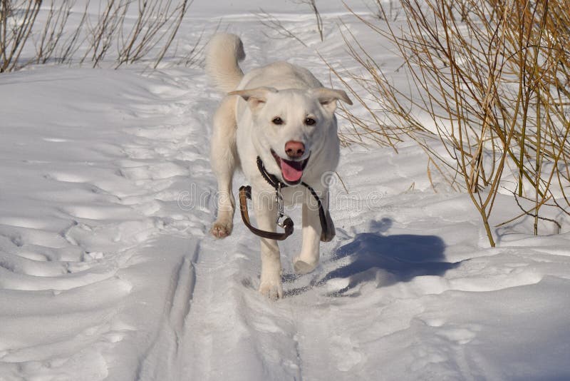 Een hond die in de sneeuw lopen stock afbeeldingen Een hond die in de sneeuw lopen stock afbeeldingen