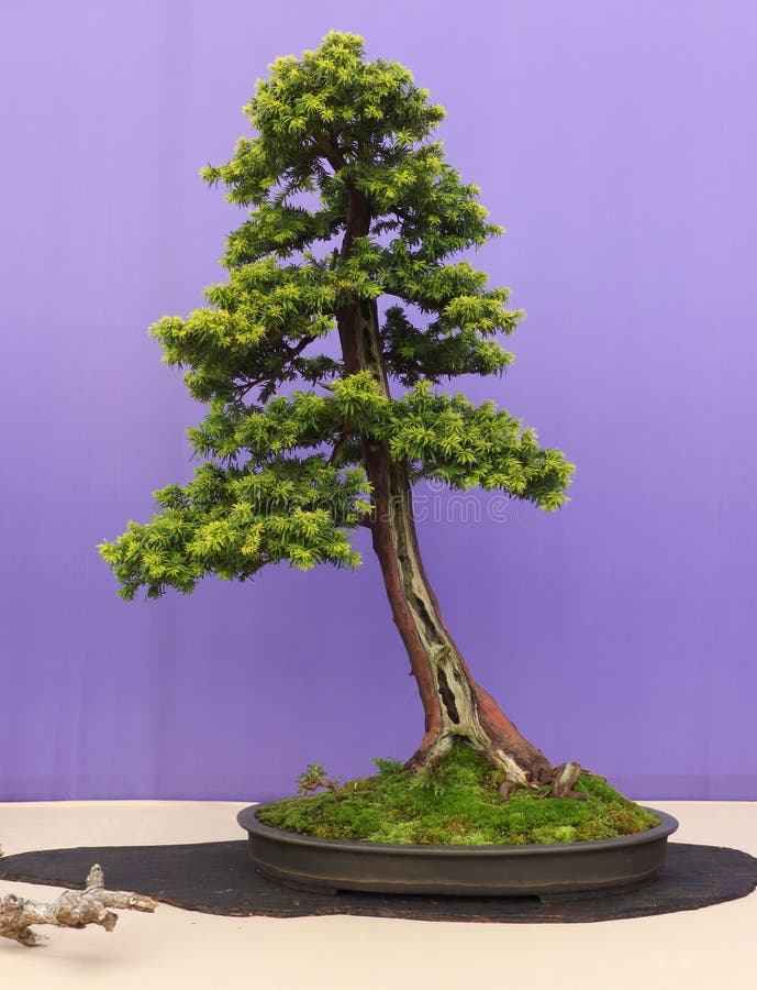 Een informele rechte Lariksbonsai bij de show in Belfast Noord-Ierland stock afbeelding Een informele rechte Lariksbonsai bij de show in Belfast Noord-Ierland stock afbeelding