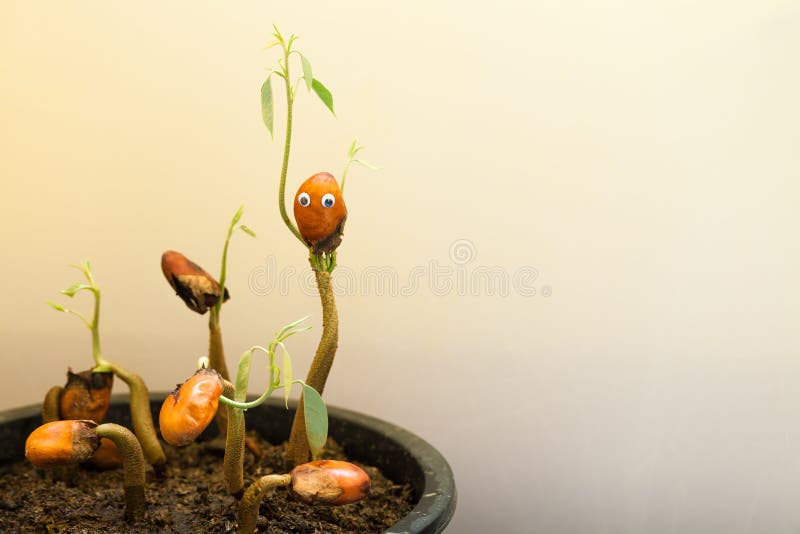 Een installatie van tropische zoete fruitkoning van vruchten durian in de vorm van een menselijk silhouet royalty-vrije stock foto Een installatie van tropische zoete fruitkoning van vruchten durian in de vorm van een menselijk silhouet royalty-vrije stock foto