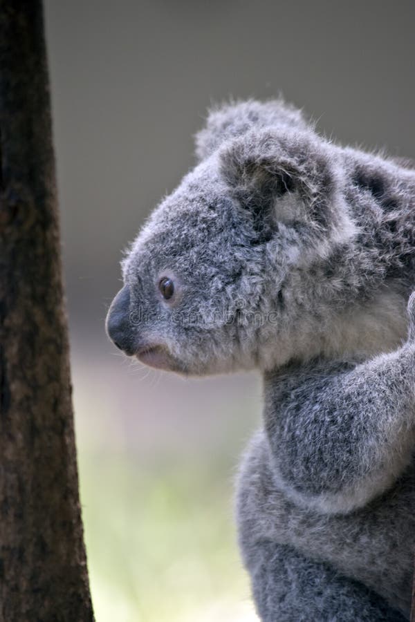 Een koalajong stock foto