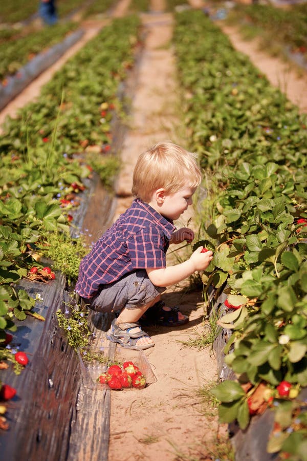 The boy is in a row of strawberry plants. The boy is in a row of strawberry plants