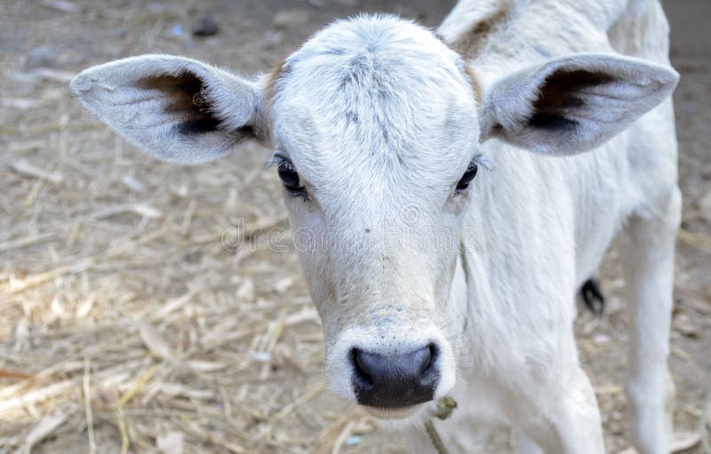 Een kalf of een jonge koe vond het smakken van gras op het gebied stock fotografie Een kalf of een jonge koe vond het smakken van gras op het gebied stock fotografie