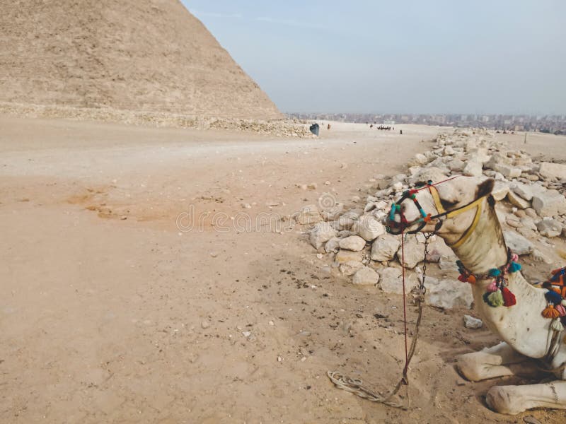 Een kameel dichtbij Grote Piramide in Giza, Egypte stock afbeelding Een kameel dichtbij Grote Piramide in Giza, Egypte stock afbeelding