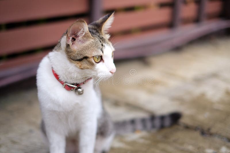 Een kat buiten huis stock afbeeldingen
