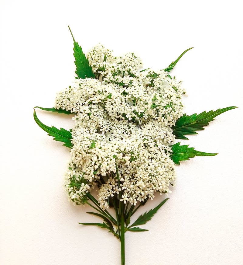 Een klein boeket van witte bloemen stock afbeeldingen Een klein boeket van witte bloemen stock afbeeldingen