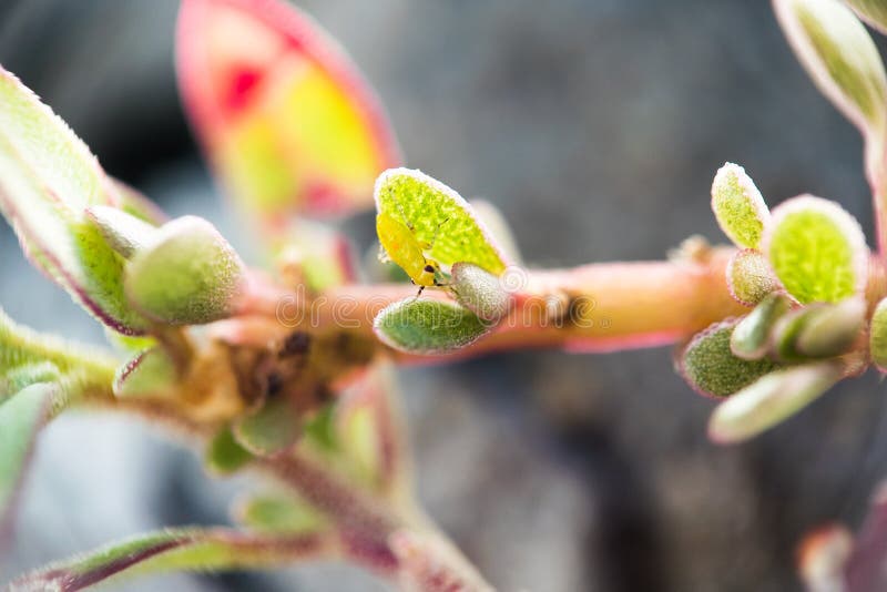 Een klein geel insect zit op het gras Macro royalty-vrije stock fotografie