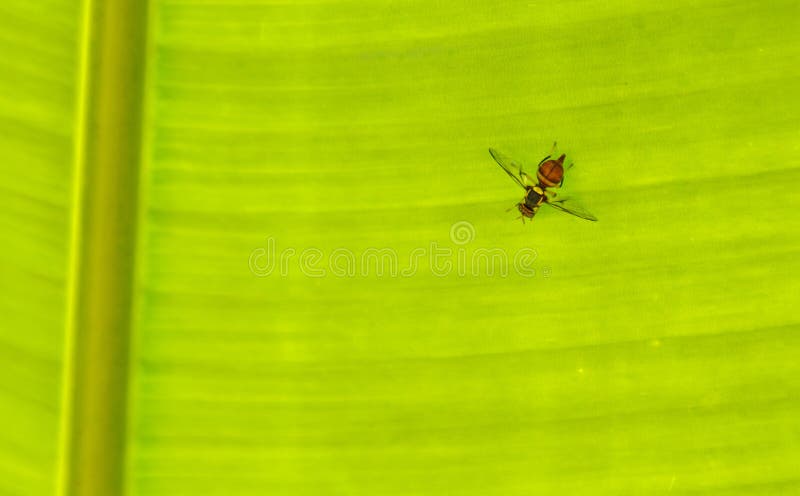 Een klein insect vliegt op een groen blad royalty-vrije stock fotografie
