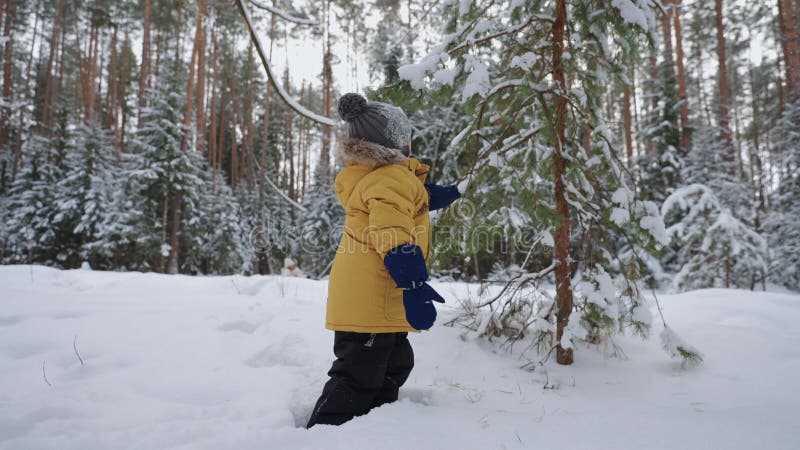 Een klein kind speelt met spruce in het winterbos en heeft plezier in het winterweekend