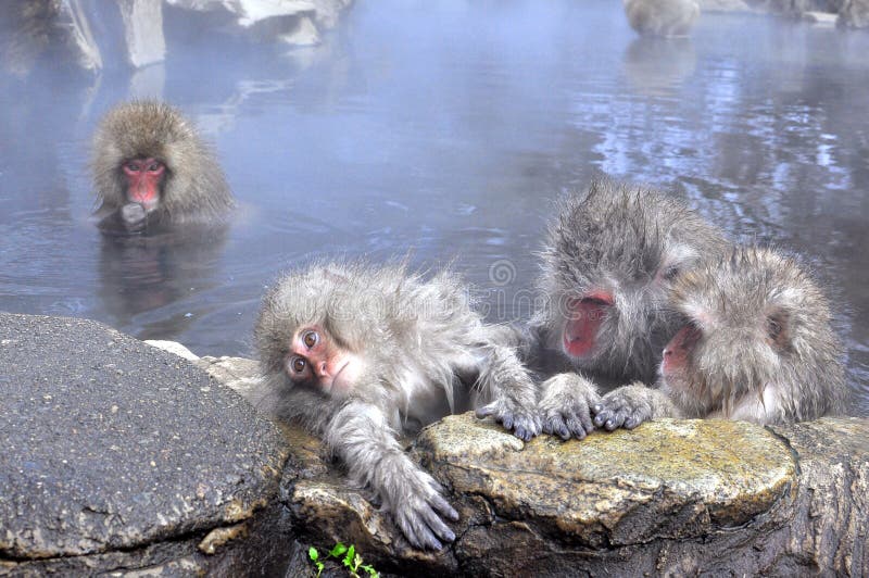 The picture shows a few monkey taking hot bath in a hot spring pond during winter. A young monkey is being pampered by two adult monkey which possibly are its guardian. The pampering is done in a teamwork basis and the young monkey looks calm, and enjoys the whole duration bathing in the hot spring pond. The picture shows a few monkey taking hot bath in a hot spring pond during winter. A young monkey is being pampered by two adult monkey which possibly are its guardian. The pampering is done in a teamwork basis and the young monkey looks calm, and enjoys the whole duration bathing in the hot spring pond