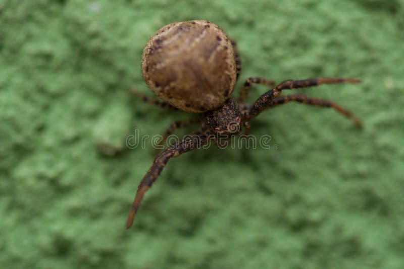 Een kleine die spin op een groene achtergrond wordt geïsoleerd Spin op groene muur stock foto Een kleine die spin op een groene achtergrond wordt geïsoleerd Spin op groene muur stock foto