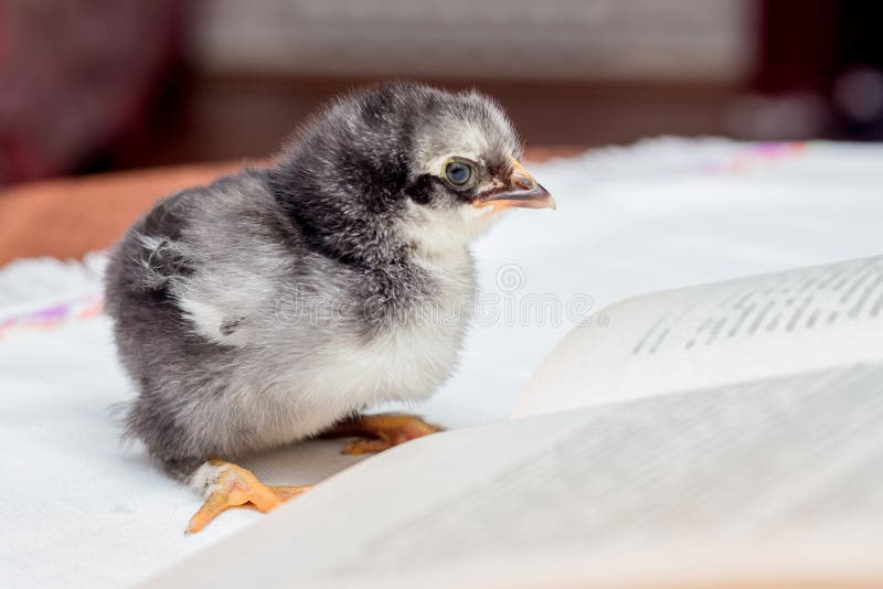 Een kleine grijze pluizige kip dichtbij een open boek Het onderwijzen om te lezen royalty-vrije stock foto's Een kleine grijze pluizige kip dichtbij een open boek Het onderwijzen om te lezen royalty-vrije stock foto's