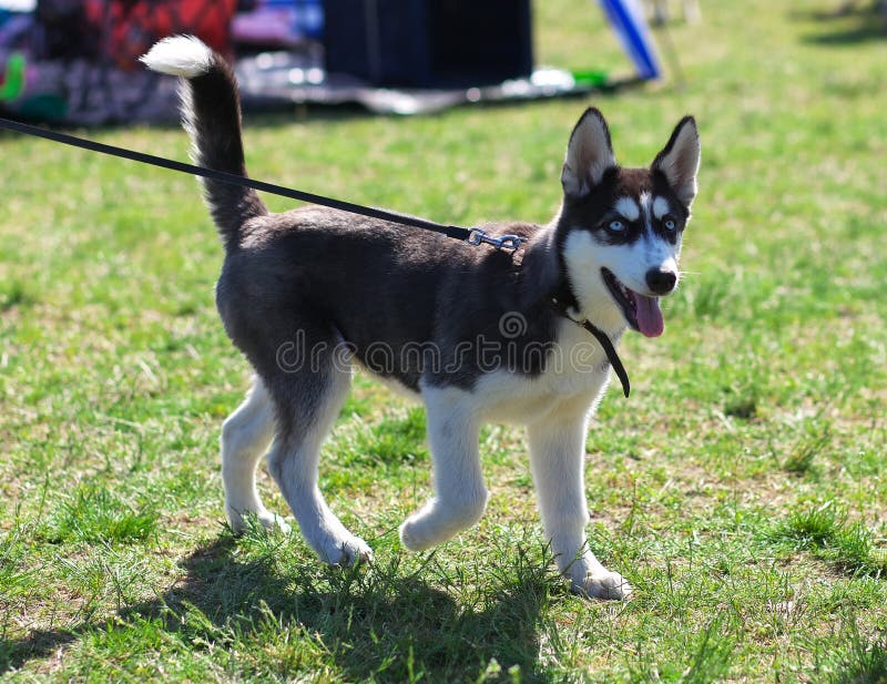 Een kleine hond van het Schor ras royalty-vrije stock foto Een kleine hond van het Schor ras royalty-vrije stock foto