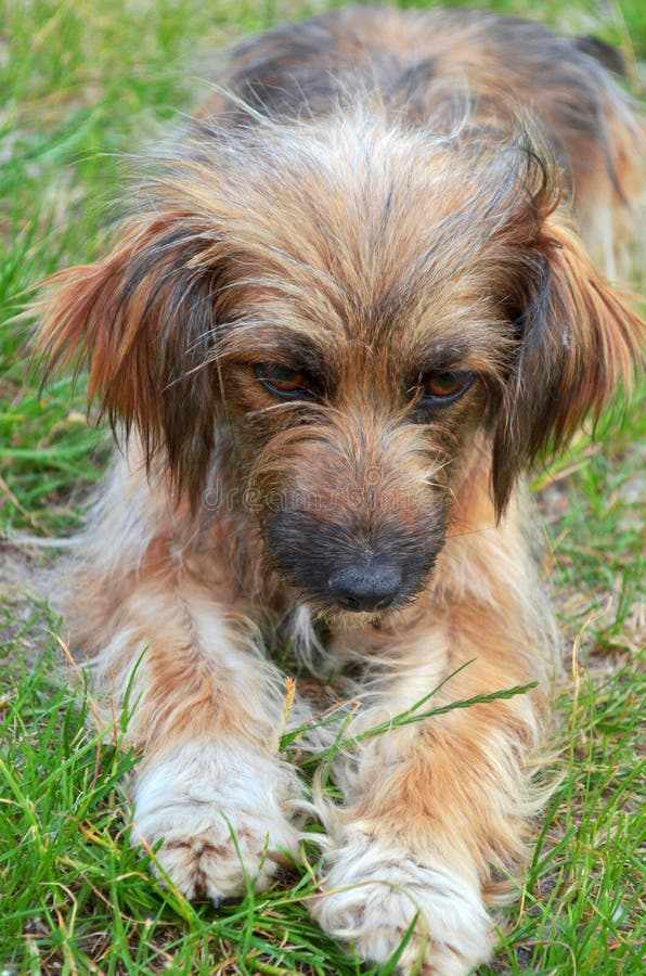 Een Kleine Ruwharige Rode Hond Bruine Ogen Bevindt Zich Op Het Gras En Ziet Neer Eruit Stock Foto - Image binnenlands, alarm: