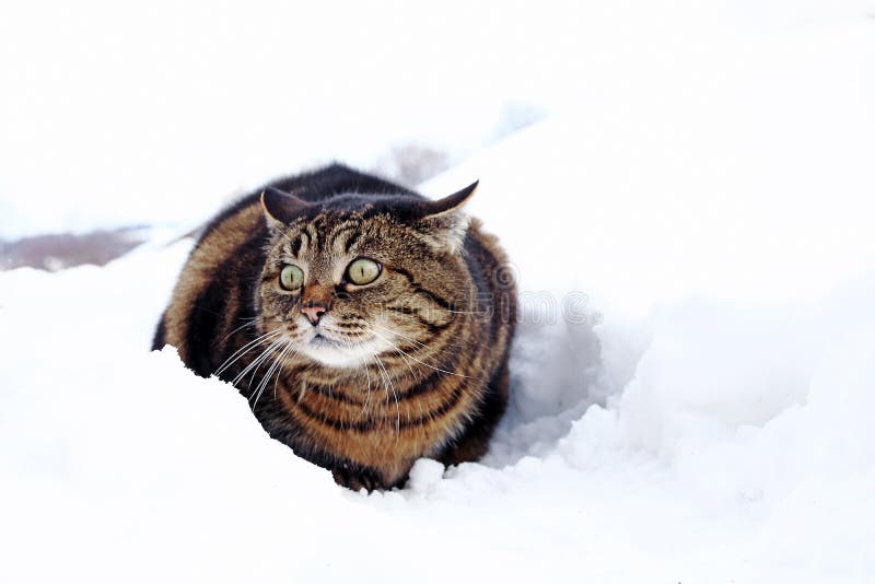 Een kleine vette kat zit met een grappige blik in de sneeuw royalty-vrije stock fotografie Een kleine vette kat zit met een grappige blik in de sneeuw royalty-vrije stock fotografie