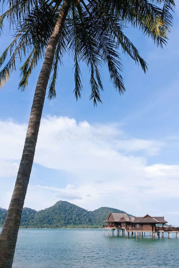 Een kokospalm voor een groep bungalows stock foto