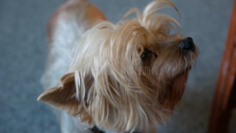 Een koude slaapt een trouwe hond die likt. trouwe joksher doodsbange pupil voor zijn kleine meester. kinderen en huisdieren. verho