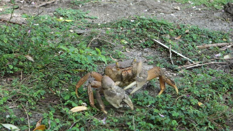 Een krab die aan veiligheid bij de lente op bequia kelderen