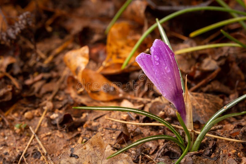 Een krokusbloem begint met enkelen van de gevallen bladeren van vorig jaar op de achtergrond te bloeien royalty-vrije stock afbeeldingen Een krokusbloem begint met enkelen van de gevallen bladeren van vorig jaar op de achtergrond te bloeien royalty-vrije stock afbeeldingen