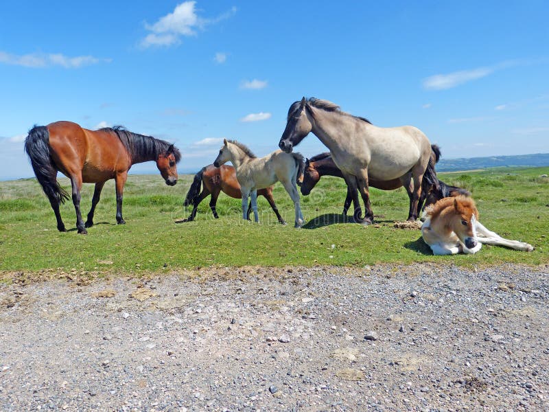 Een kudde van Dartmoor-Poneys stock foto Een kudde van Dartmoor-Poneys stock foto