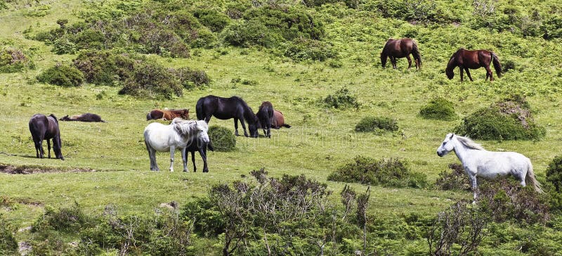 Een kudde van Dartmoor Poneys, Devon, Engeland royalty-vrije stock foto Een kudde van Dartmoor Poneys, Devon, Engeland royalty-vrije stock foto