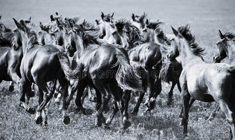 Een kudde van jonge paarden stock afbeelding Een kudde van jonge paarden stock afbeelding
