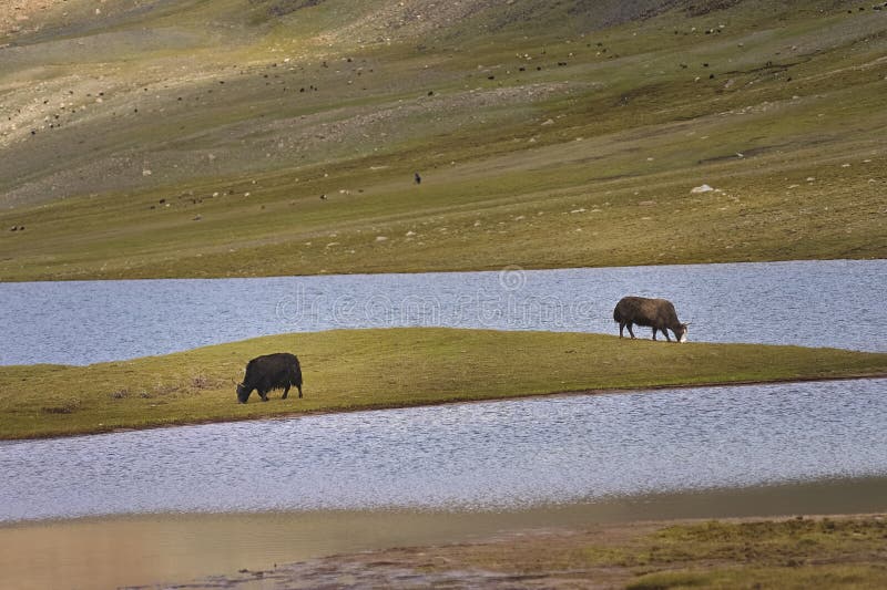 Een kudde van yaks weidt in Shimshal bij 4800m stock foto's Een kudde van yaks weidt in Shimshal bij 4800m stock foto's